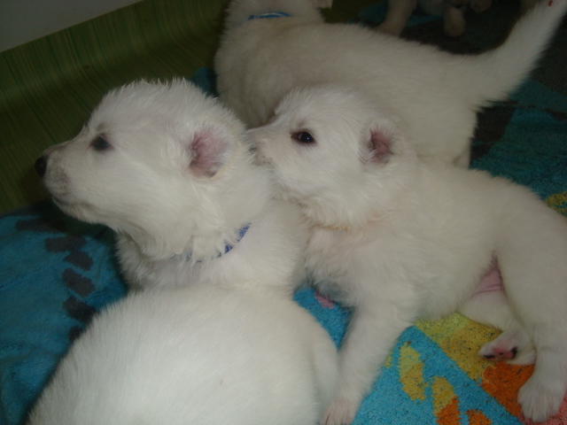 LES BEBES 
