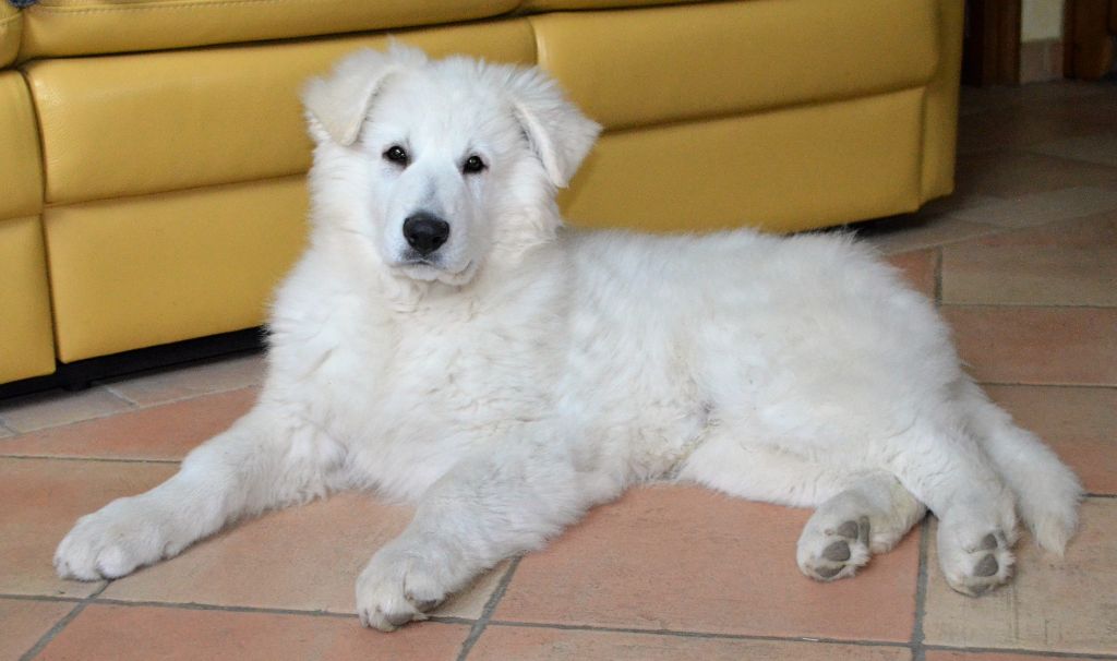 du domaine de la Malounniera - Chiots disponibles - Berger Blanc Suisse